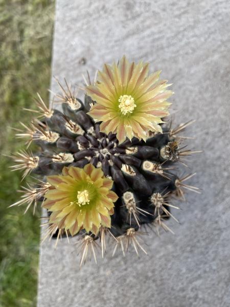 Neochilenia spec.